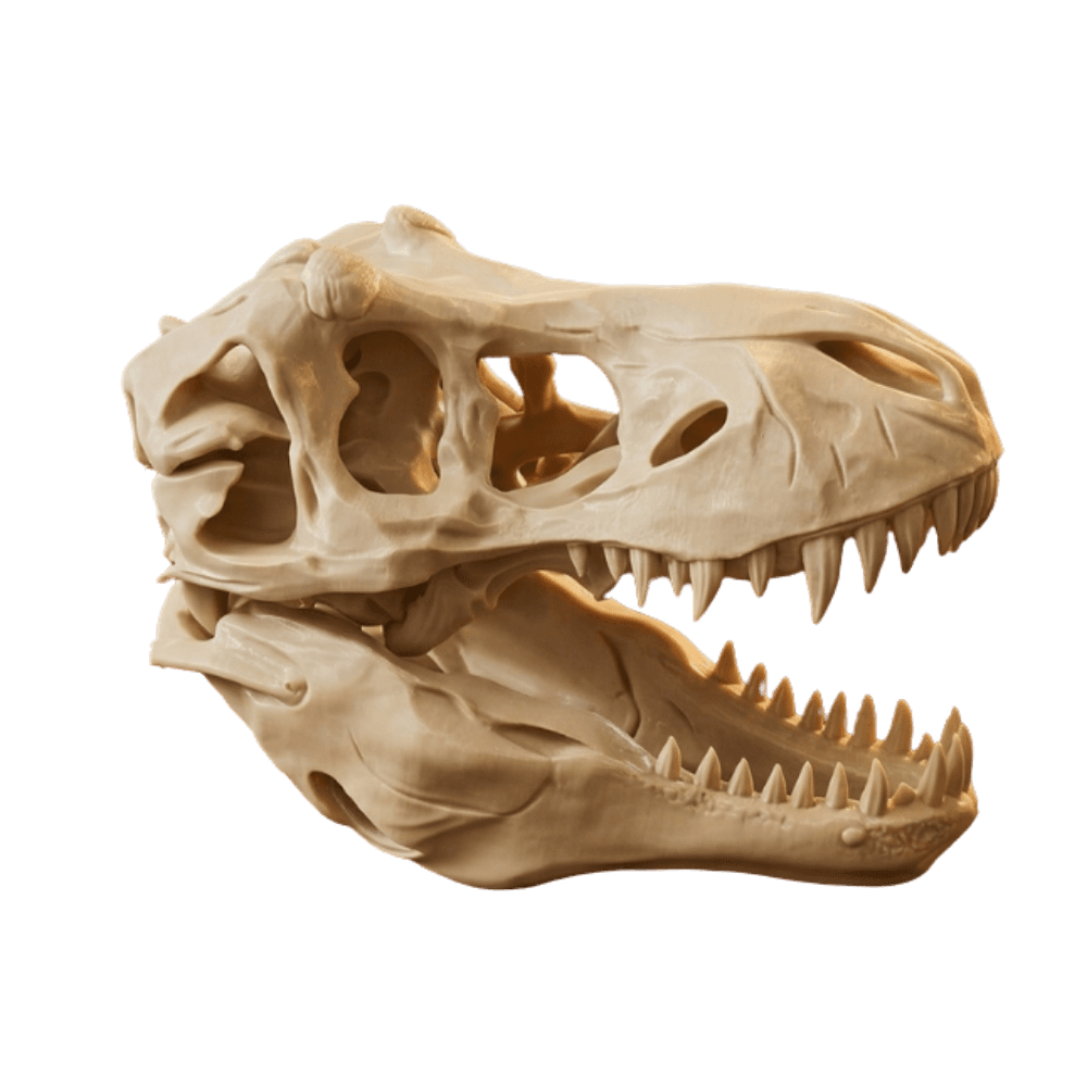 Crâne de T-Rex Majestueux