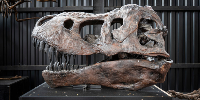 veritable crane de t-rex posé sur une table